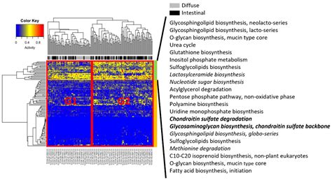 Genome-Scale Metabolic Model Analysis of Metabolic Differences between ...