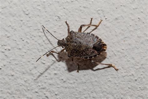 Stink Bugs in Washington State | Sentinel Pest Control