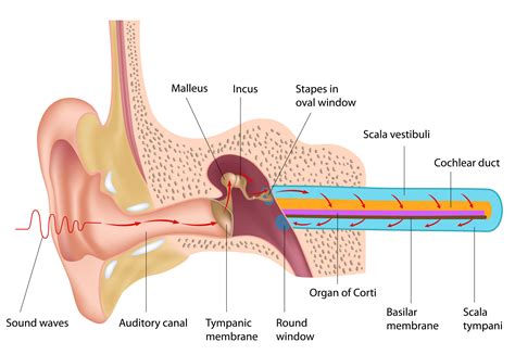 Disorders of the Ear Part Two a PA Review and Podcast