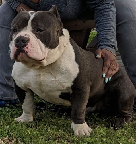 Image result for Bully Silentpatch Install