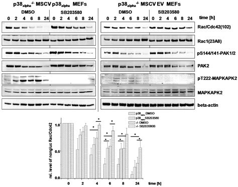 Role of p38alpha/beta MAP Kinase in Cell Susceptibility to Clostridium ...
