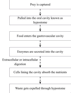 Phylum Coelenterata: Characteristics, Classification & Examples | AESL