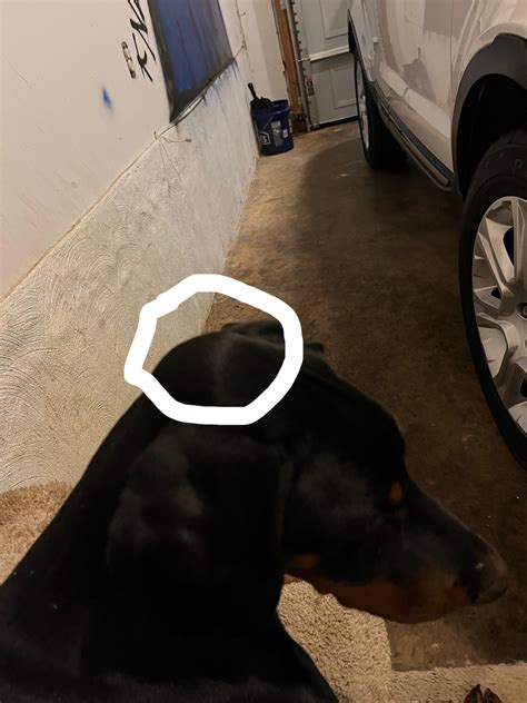 Soft spot/bulge on back of head? : r/DobermanPinscher