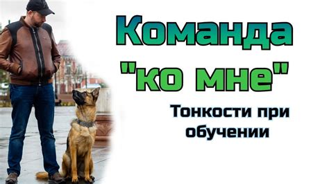 Как научить собаку команде «ко мне» - YouTube