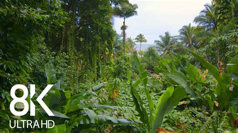 Image result for Alien Jungle Sounds