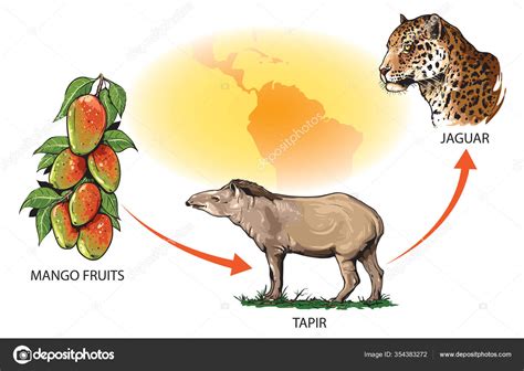 Jaguars Food Chain