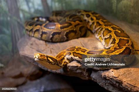 Image result for Zoo Burmese Python Snake