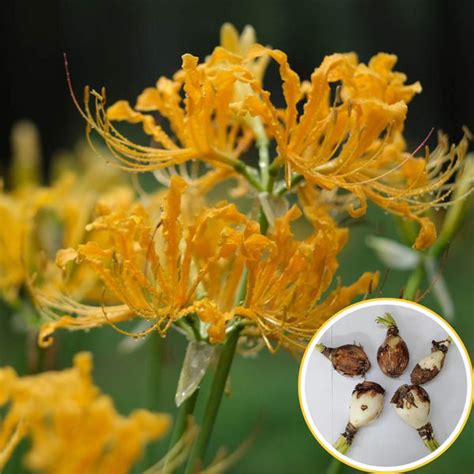 Buy Best Quality Spider lily Yellow Flower Bulbs Online - Organicbazar