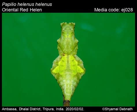 Papilio helenus | Butterfly