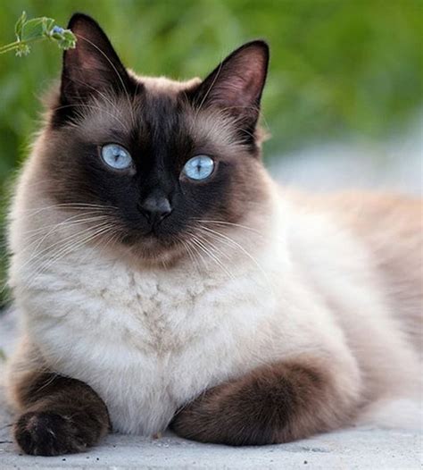 Top 55 Best Female Siamese Cat Names | PetPress