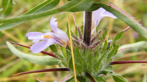 Hygrophila schulli (Neeramulliya) – Lakpura®
