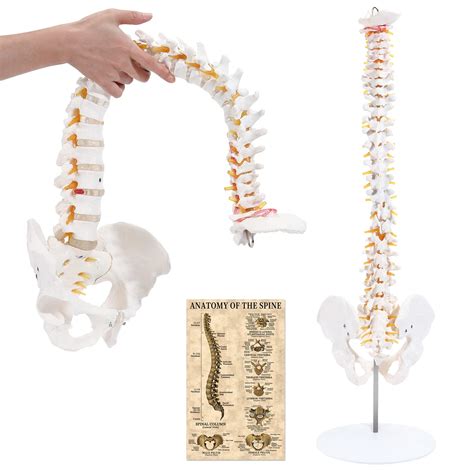 Buy SKUMOD Life Size Spine Anatomical Model, 31" Flexible Anatomy Human ...
