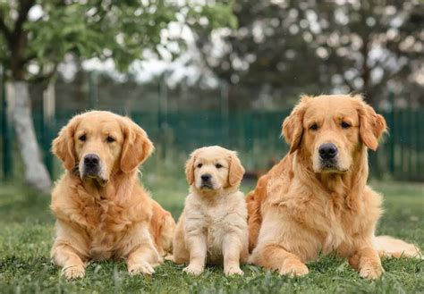 नफरत में अंधा हुआ शख्स, दौड़ा-दौड़ा कर मारी गोलियां, Dogs की लाशों से ...