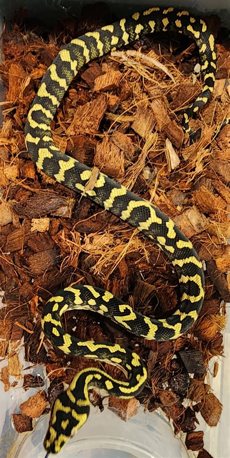 Adult Female Jungle Carpet Python 的图像结果