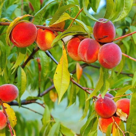 Buy Contender Peach Tree , Dwarf Peach Trees for ing Outdoors/Indoors ...