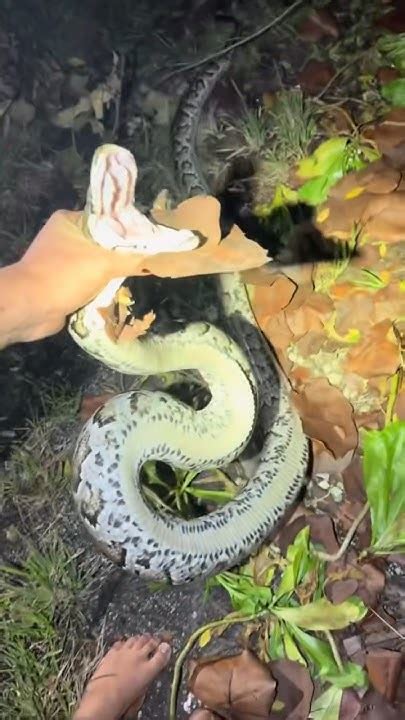 Image result for Catching Python's