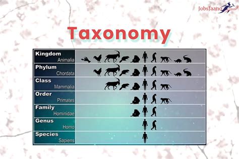 Image result for Taxonomy HTML/JavaScript