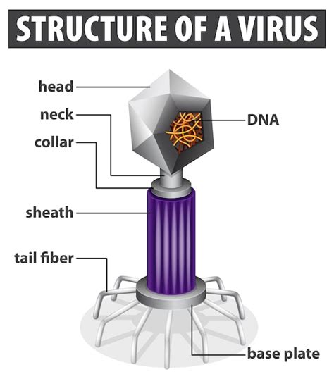 Image result for Virus Anatomy Explained