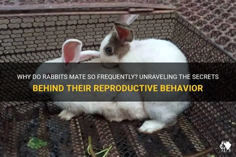 How Fast Do Rabbits Multiply 的图像结果