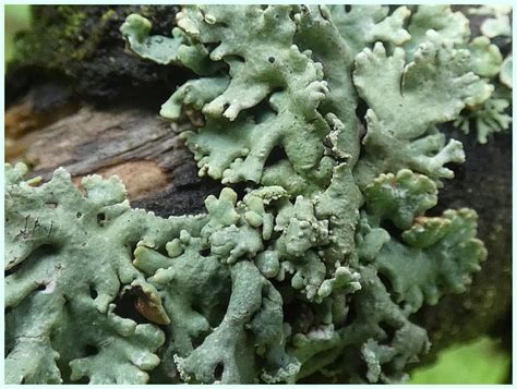 Terčovka bublinatá (Hypogymnia physodes) - lišejník - Bobův fotoblog