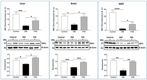 Peanut Shell Extract Improves Mitochondrial Function in db/db Mice via ...