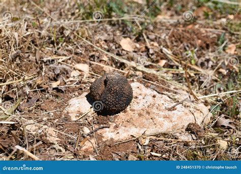 Beautiful Black Truffle Freshly Found in a Limestone Soil Suitable for ...