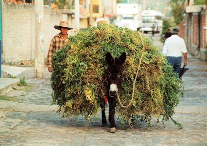 Image result for Expendable Fodder