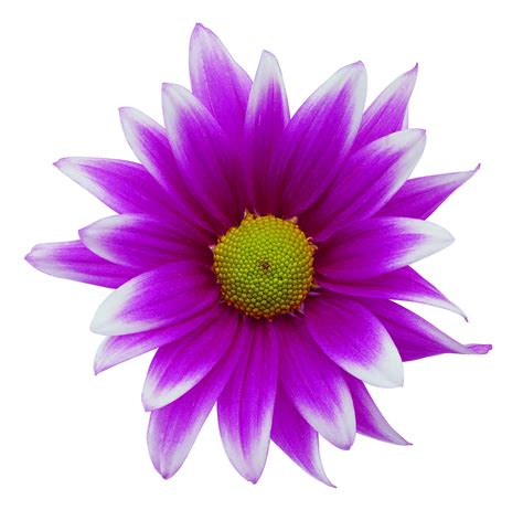 Flower Images Free - Cliparts.co