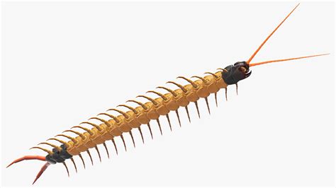 3D Scolopendra Heros Arizonensis Arizona Giant Centipede model | 3D ...