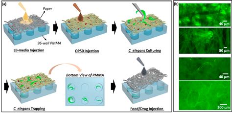 Paper-Supported High-Throughput 3D Culturing, Trapping, and Monitoring ...