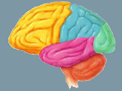 Cortex 的图像结果