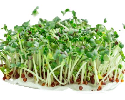 Seeds | Jonjo Seeds
