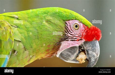 Image result for Parrot Side View