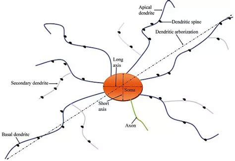 Morphological status of multipolar neurons in the lateral cortical area ...