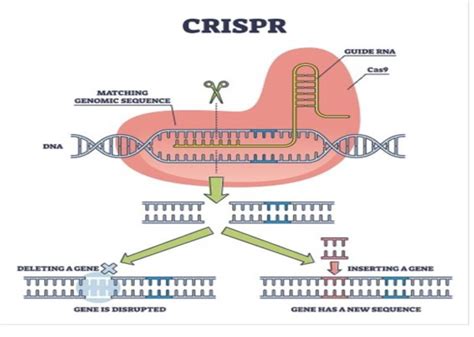 Image result for CRISPR Tutorial