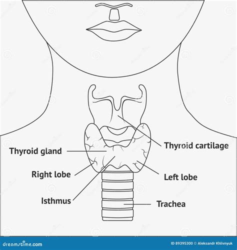 Coloring Of Larynx Cartilages Sketch Coloring Page