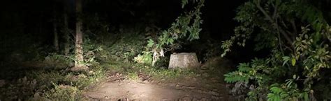 Night Safari at Pench Jungle Camp l Pench National Park l Pench Tiger ...
