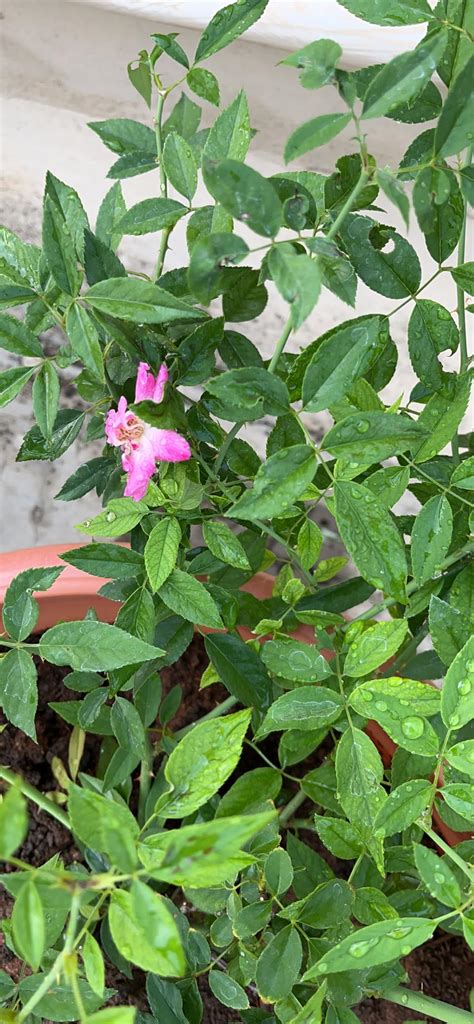 EdensField Rare Grafted Dark" Yellow Rose" Perinnial Flower 1 Healthy ...