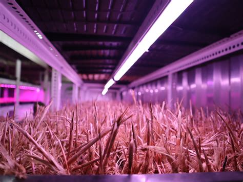 The Future of Flavor: Exploring Saffron Hydroponic Farming Techniques ...