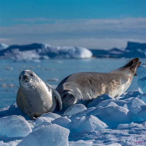 Crabeater seals near pleneau island antarctica – Artofit
