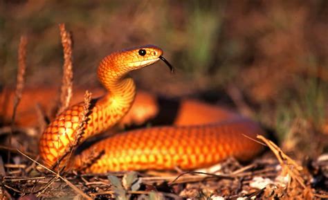 The World's Most Venomous Snake How the Inland Taipan Strikes with Speed - Animals Around The Globe