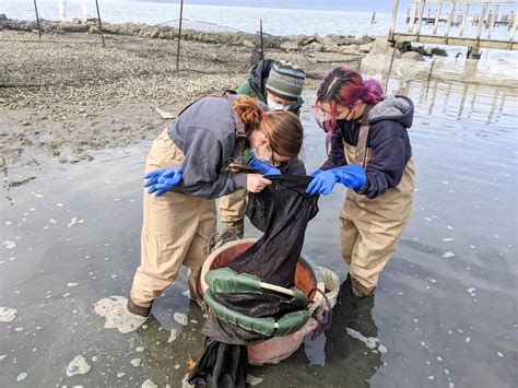 American Eel Migration