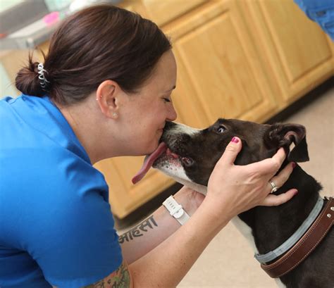 How It Works - Mountain View Animal Emergency