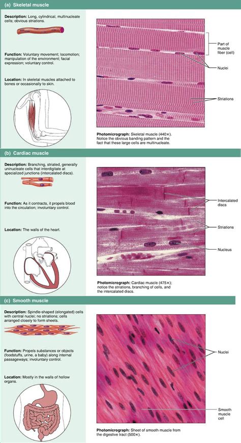 Image result for Skeletal Muscle Tissue Types