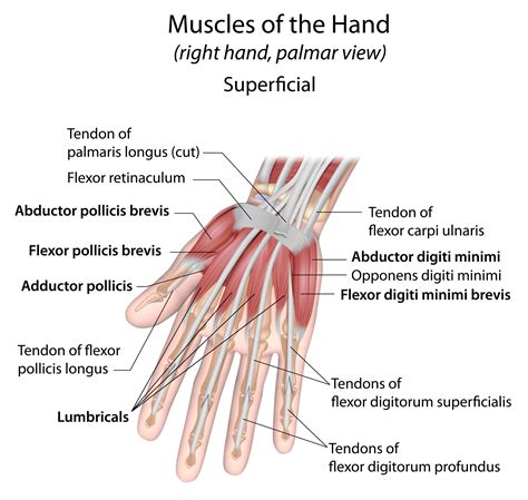 Flexor Pollicis Brevis Pain