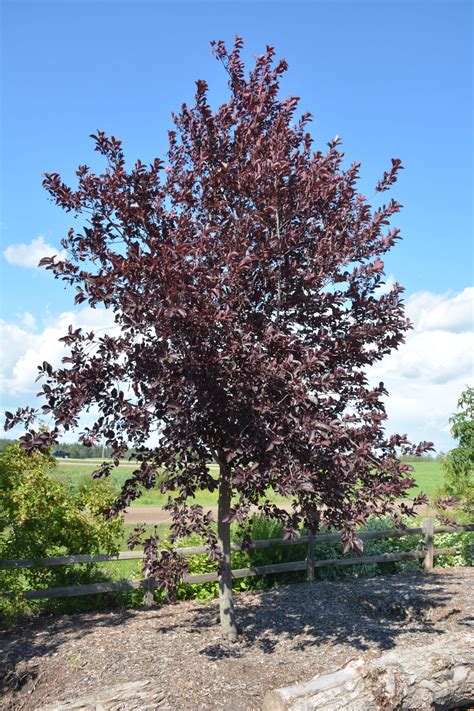 Chokecherry Tree MI 的图像结果