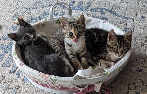 And this is a basket of kittens that we have been fostering for ...