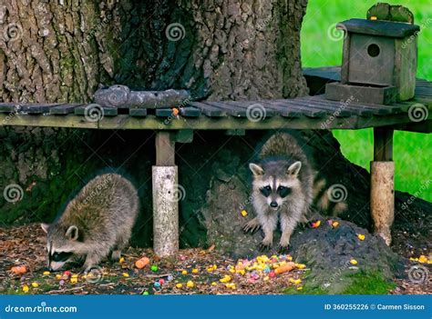 Wild Raccoons at Bird Feeder in Coden Alabama Stock Photo - Image of animals, northern: 360255226