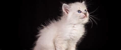 Download wallpaper 2560x1080 kitten, cat, fluffy dual wide 1080p hd ...