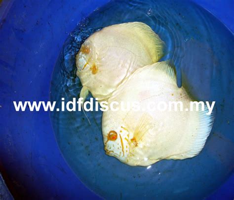 Image result for Discus Albinos